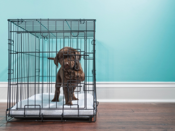 dogcrate