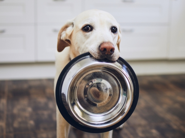 dogfood