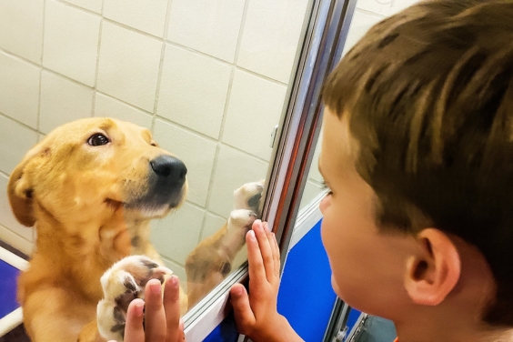 boypickingoutdog