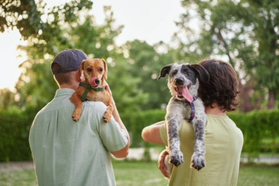 dogadoptions