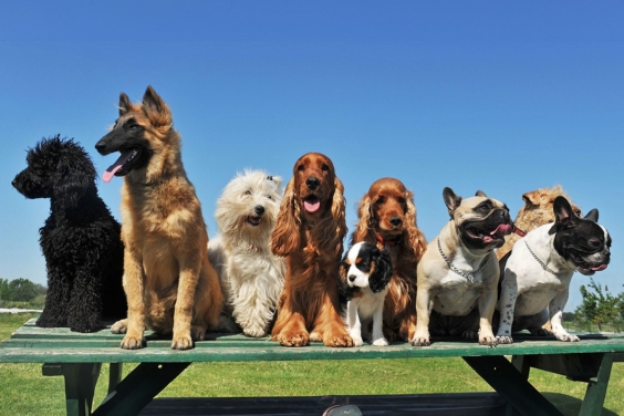 dogpic