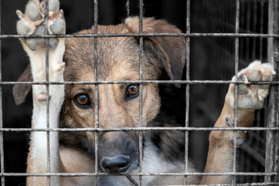 saddoginshelter